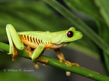 Parachuting Red-eyed Treefrog-NG7A3899