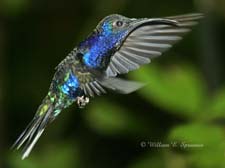 Violet Sabrewing-NG7A2906