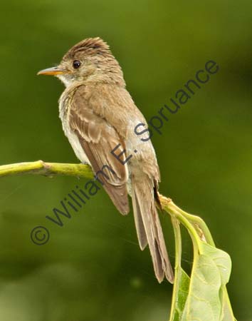 Alder flycatcher 4U5B2382