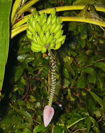 Bananas 4U5B0141