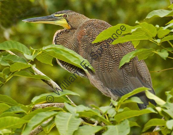 Bare-throated Tiger Heron 4U5B2979