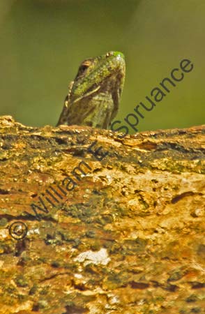 Black Spiny Iguana (Juv) 4U5B2692
