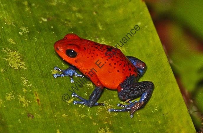 Blue Jean Poison Dart Frog 4U5B0096