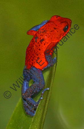 Blue Jean Poison Dart Frog 4U5B0116