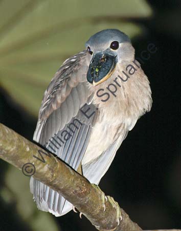 Boat Billed Heron-4U5B0862