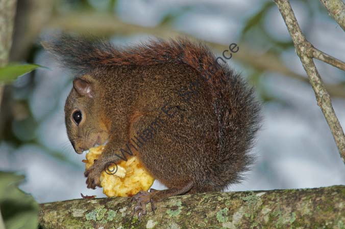 Brown Squirrel 4U5B3499
