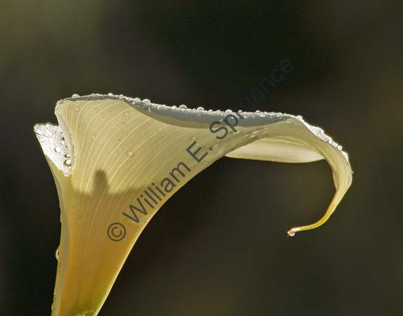 Cala Lily 4U5B3551