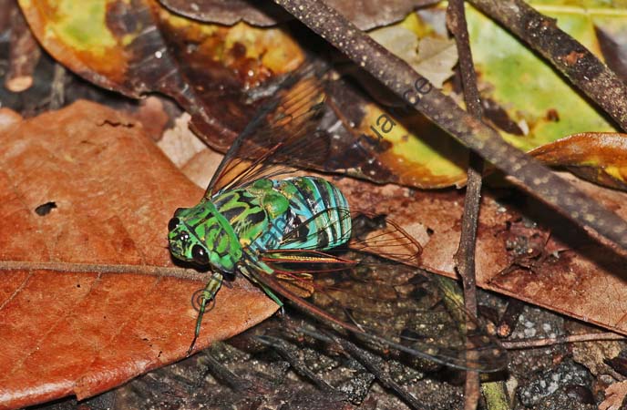 Cicada 4U5B0871