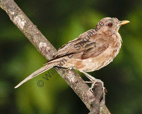 Clay-colored Robin 4U5B0661
