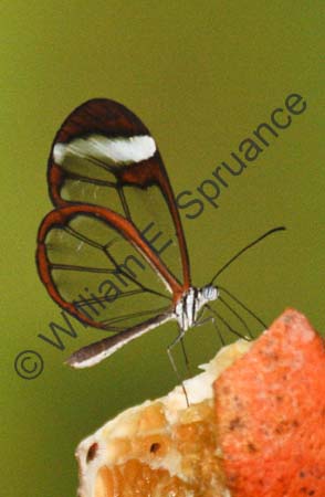 Clear Wing Butterfly 4U5B0666