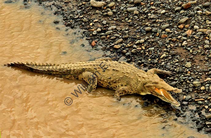 Crocodile  4U5B2423
