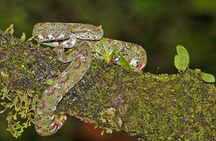 Eyelash Viper 4U5B0743