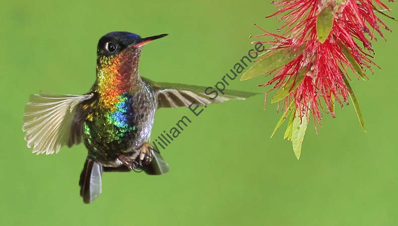 Fiery-throated Hummingbird 4U5B2327