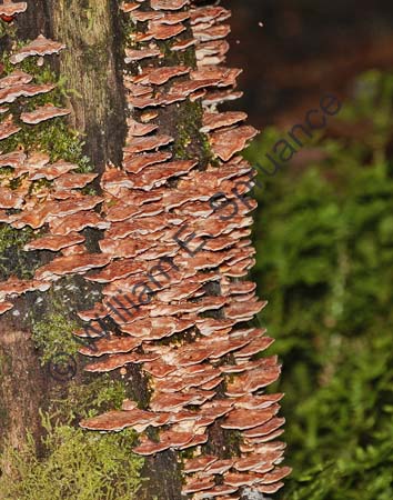 Fungus 4U5B0718