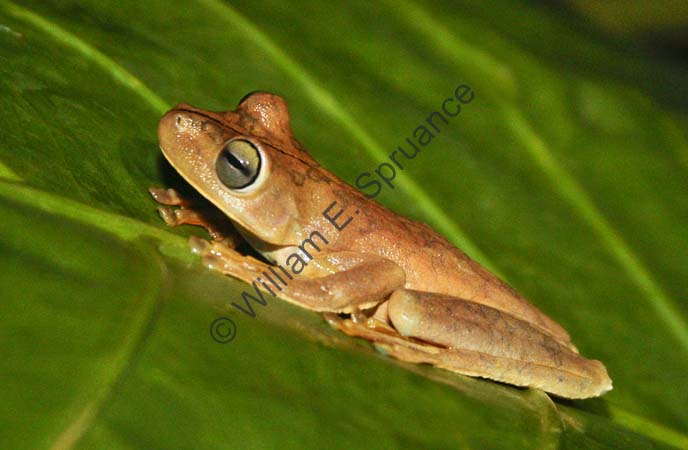 Gladiator Tree Frog 4U5B2801