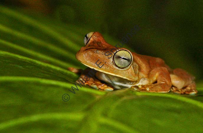 Gladiator Tree Frog 4U5B2809