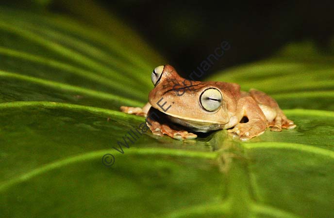 Gladiator Tree Frog 4U5B2810