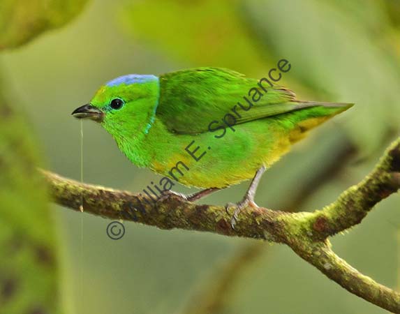 Golden-browed Chlorophonia 4U5B0047