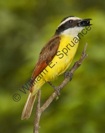 Great Kiskadee 4U5B2376