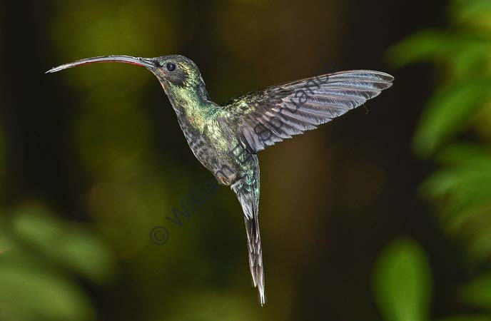 Green Hermit - female 4U5B1440