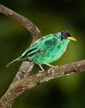 Green Honeycreeper 4U5B0684
