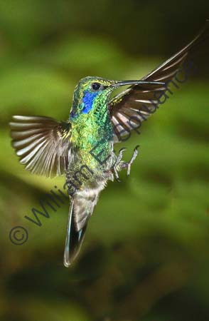 Green Violet-ear 4U5B1395