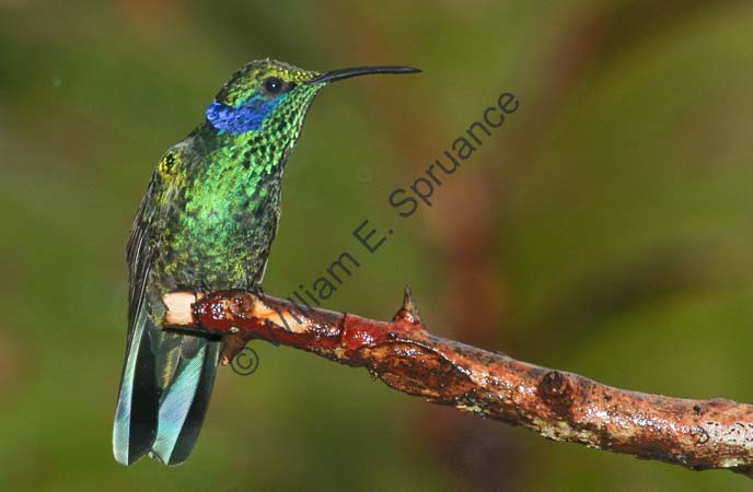 Green Violet-ear 4U5B3192
