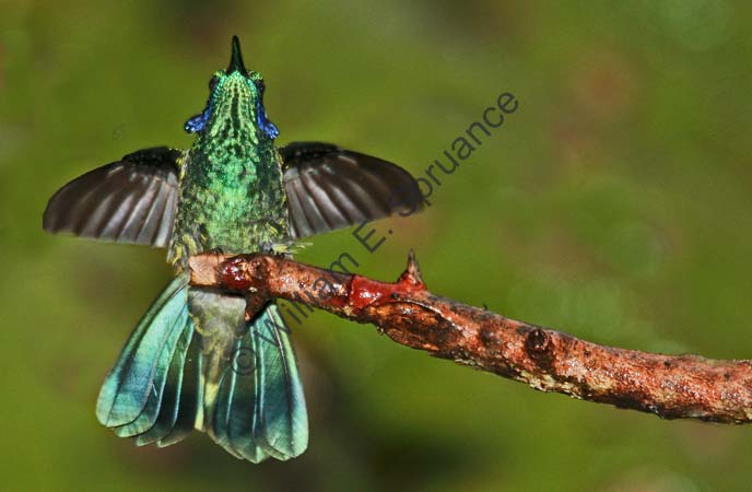 Green Violet-ear 4U5B3295
