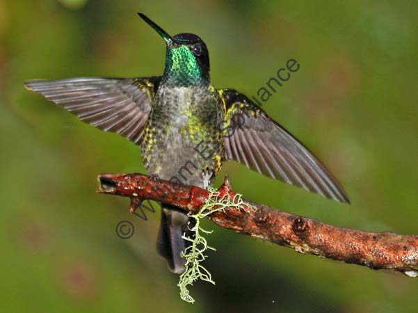 Green Violet-ear 4U5B3348