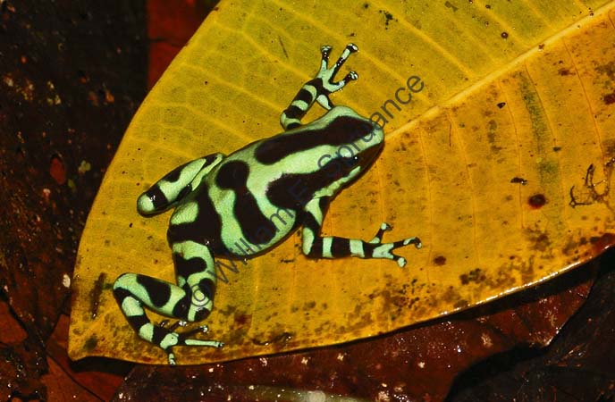 Green and Black Poison Dart Frog 4U5B0163