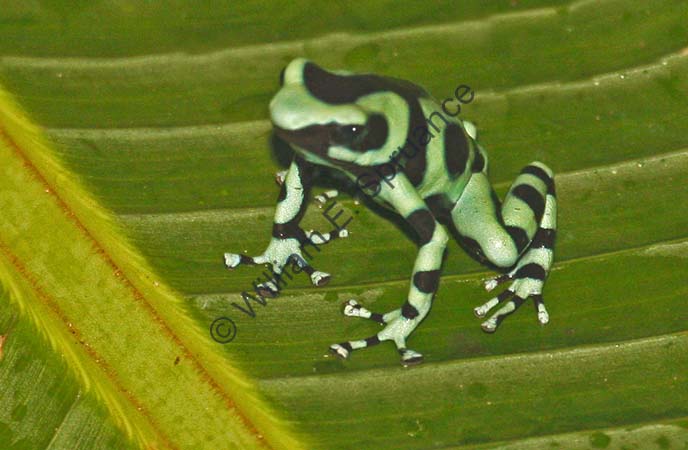 Green and Black Poison Dart Frog 4U5B0186