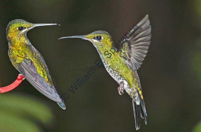Green-crowned Brilliant 4U5B1465