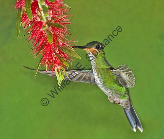 Green-crowned Brilliant 4U5B2115
