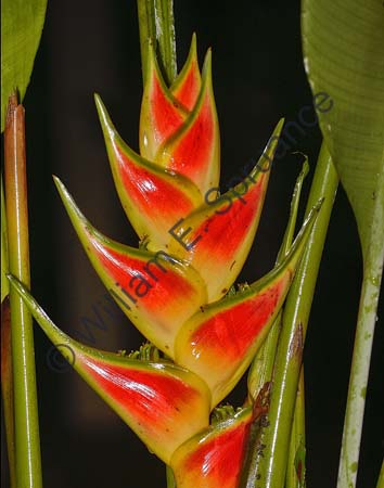 Heliconia 4U5B0160