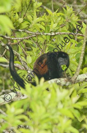 Howler Monkey 4U5B0897