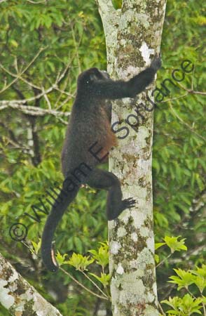 Howler Monkey 4U5B0916
