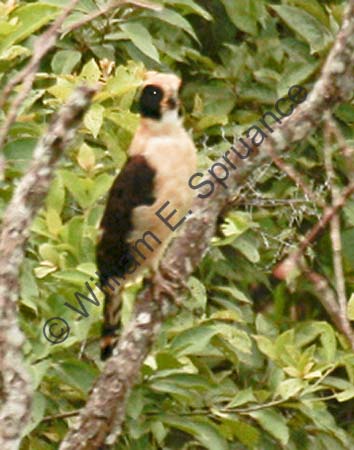 Laughing Falcon 4U5B2355