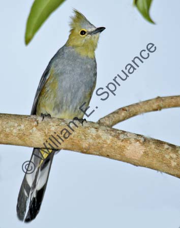 Long-tailed Silky-flycatcher 4U5B3490