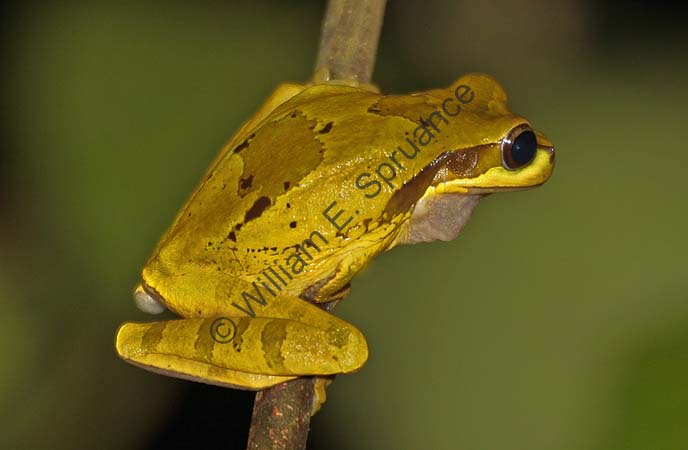 Masked Smilisca 4U5B0784