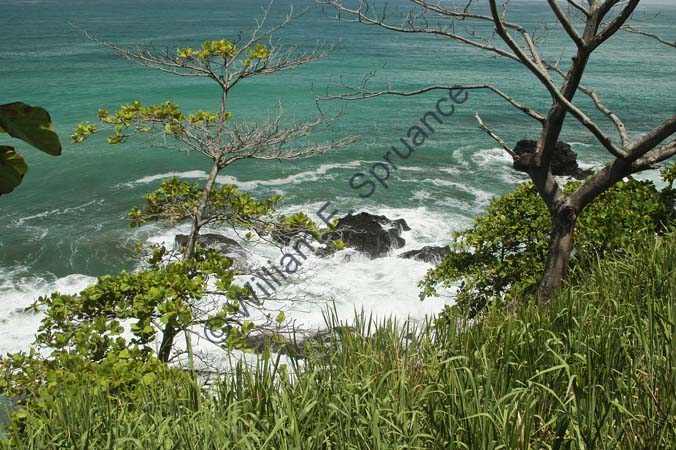 Pacific Coast 4U5B2742