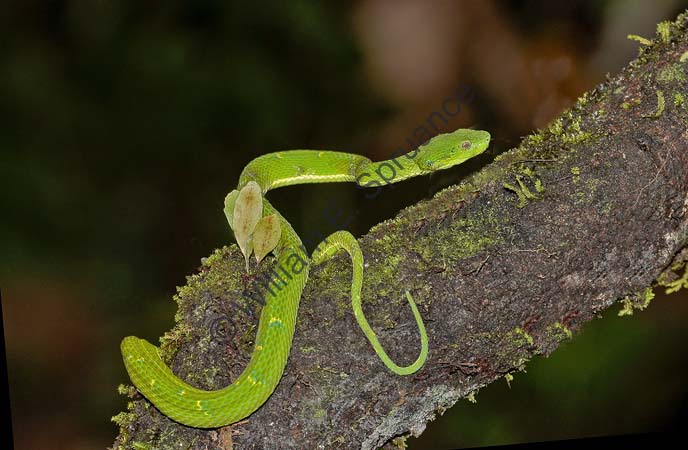 Palm Viper 4U5B0763