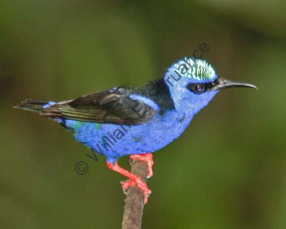 Red-legged Honeycreeper 4U5B0647