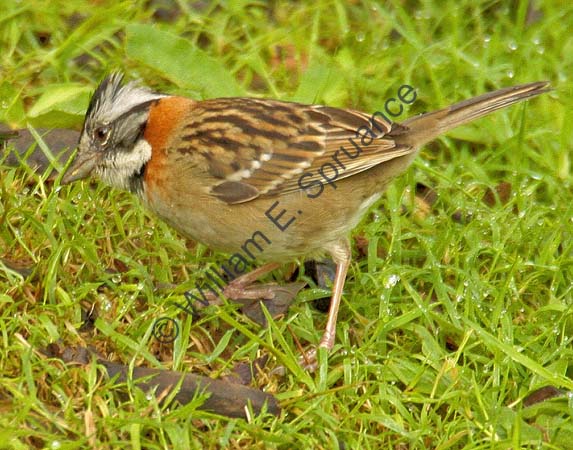 Roufous Collared Sparrow 4U5B3959