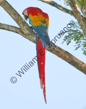 Scarlet Macaw 4U5B2723