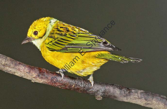 Silver-throated Tanager 4U5B0414