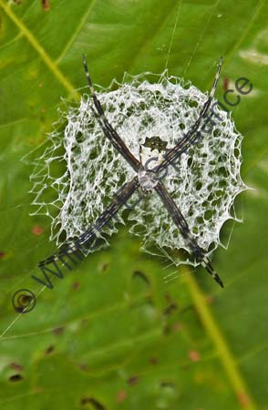 Spider 4U5B0257