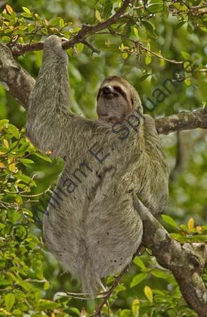 Three-toed Sloth 4U5B2762