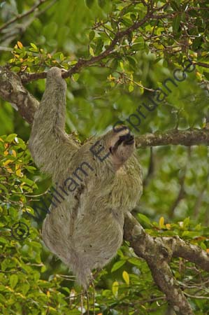 Three-toed Sloth 4U5B2763