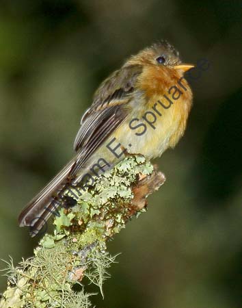 Tufted flycatcher 4U5B3503