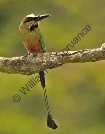 Turquoise-browed Motmot 4U5B2394